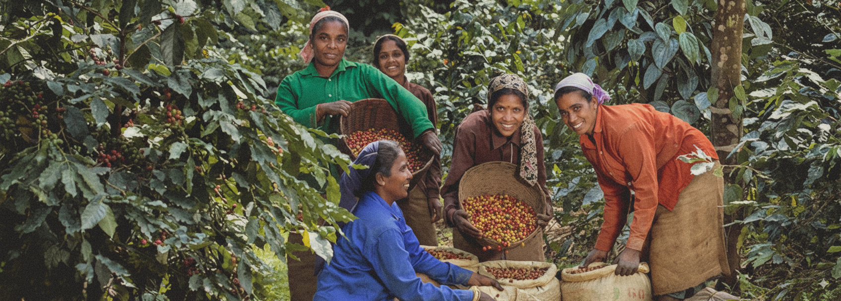 Group of indian women harvesting Ratnagiri coffee beans in a coffee plantation.
