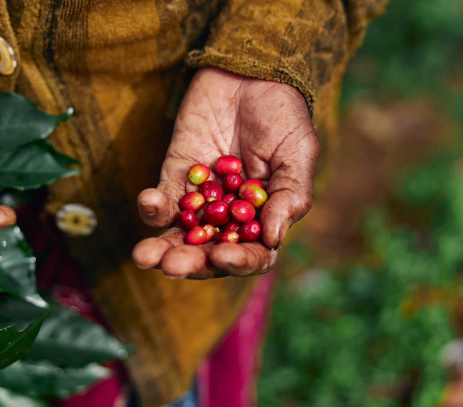 Indian lady holding coffee cherries